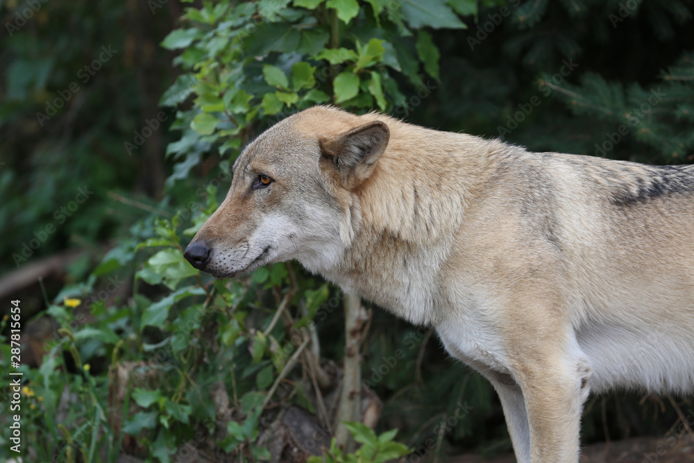 Gray Wolf (Canis lupus) Portrait - captive animal. Wolf at the zoo in the summer.