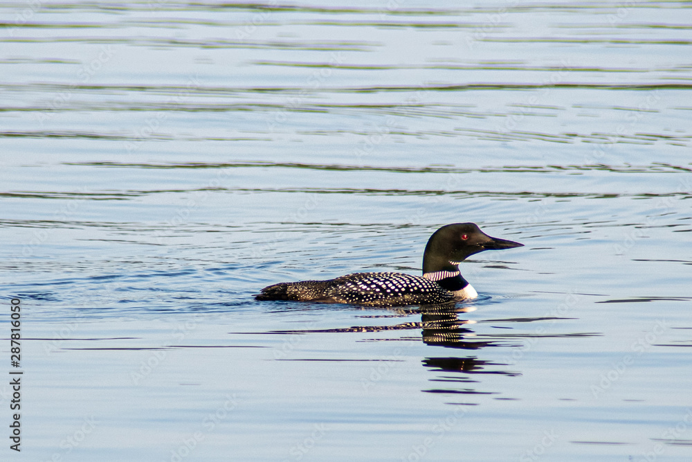 Lone Loon Swimming Lone Loon Swimming