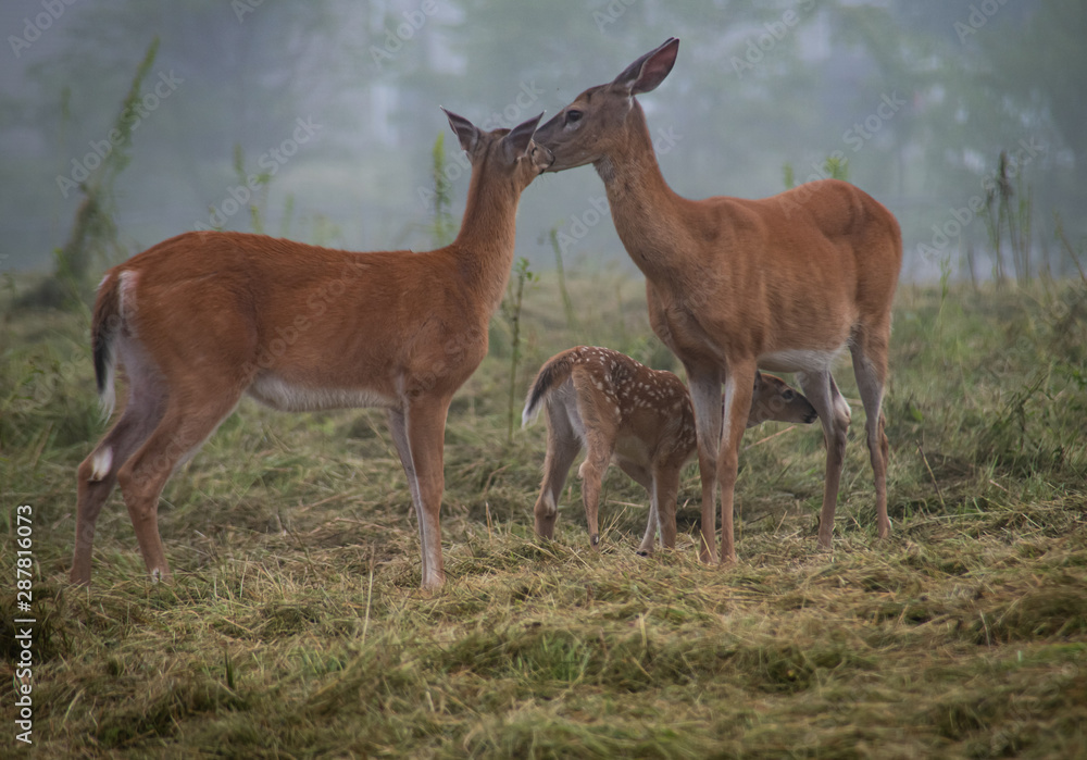 Whitetail Does with Nursing Fawn
