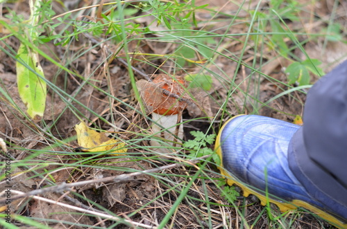 silva.fungi.tabernus.herba.fronde.autumnus.dies photo