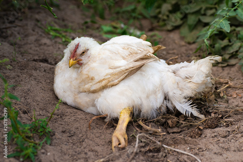 White chicken with a bad leg lying on the ground