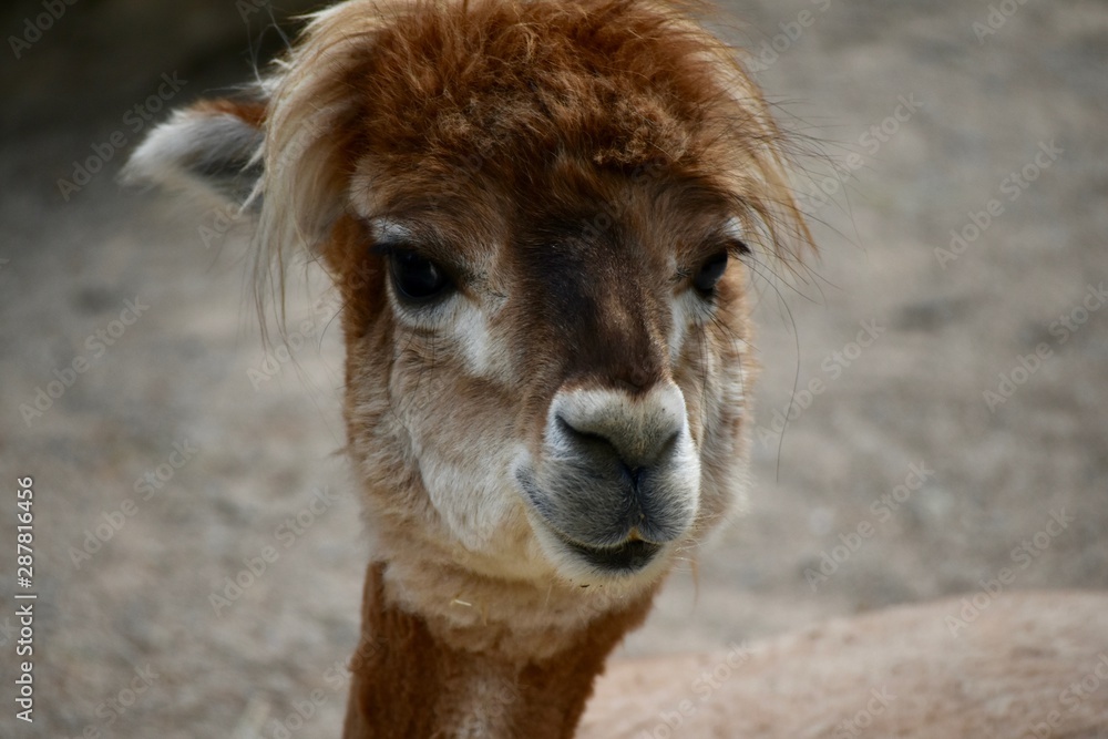 Obraz premium Alpaka