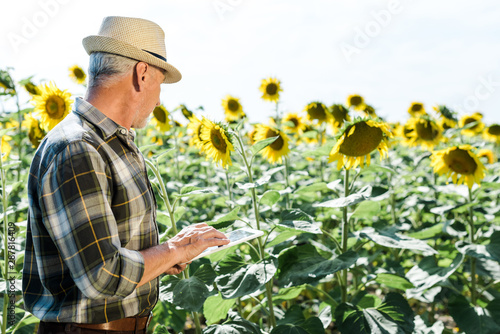 bearded farmer using digital tablet near field with sunflowers