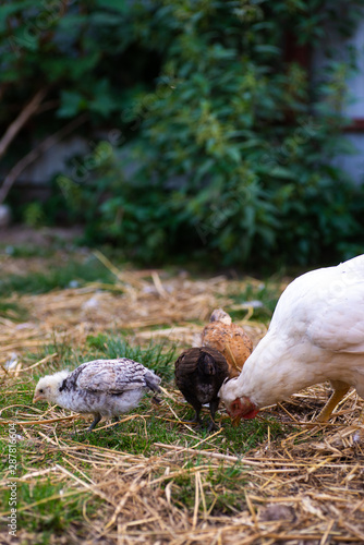 Hen with chickens pecking the grass