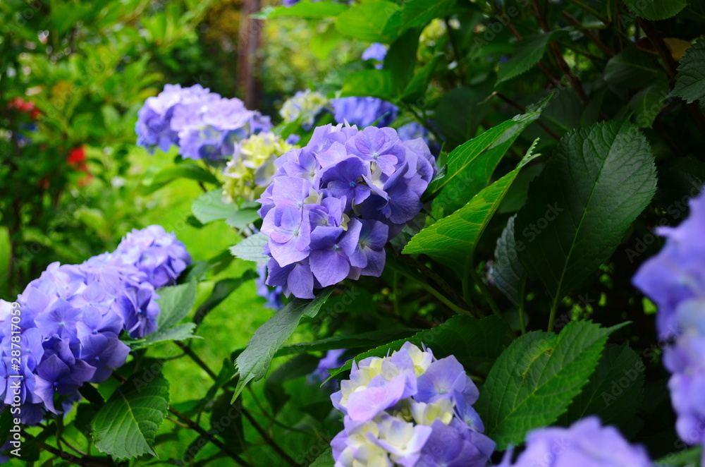 beautiful hydrangea flowers on a bush close up beautiful hydrangea flowers on a bush close up