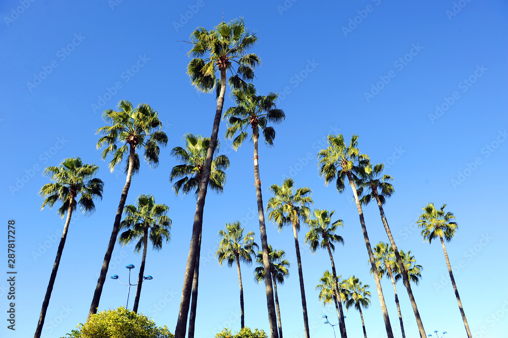 Naklejka premium Very tall palm trees with a bright blue sky background