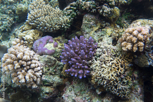 Coral reef in the Togian islands