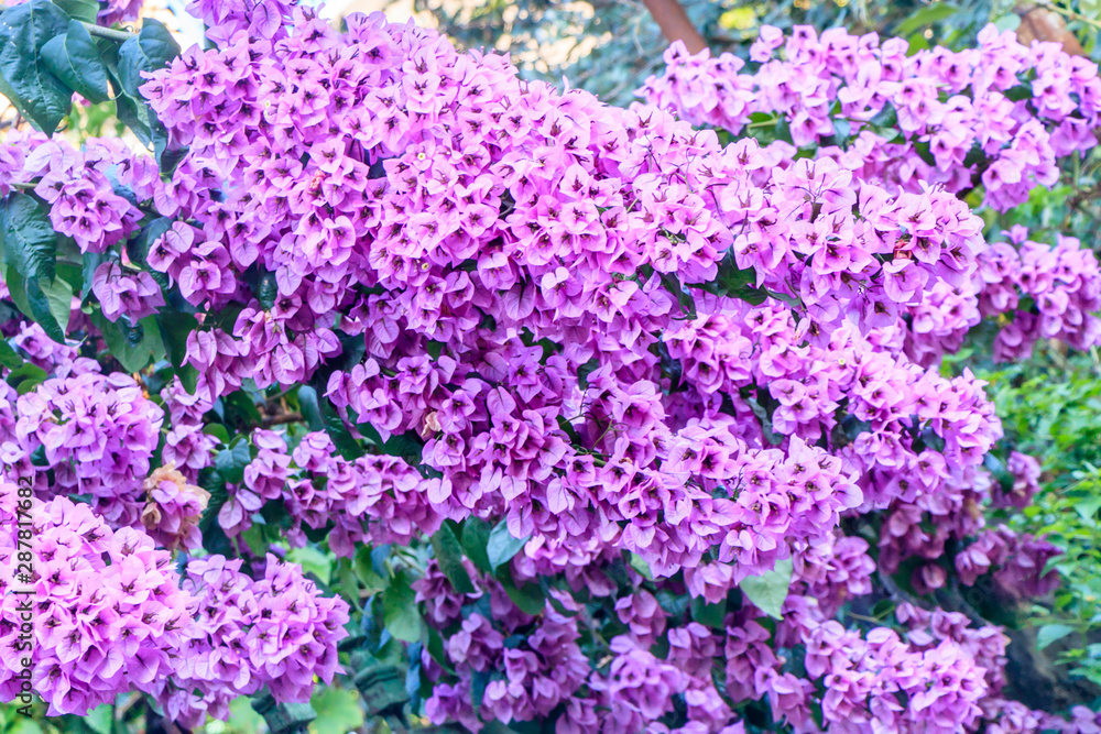 shrub with lilac flowers.