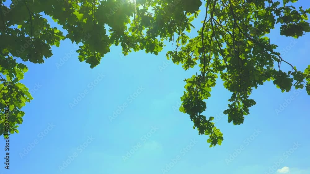 Oak branches with green foliage against a blue sky with sunbeams Oak branches with green foliage against a blue sky with sunbeams