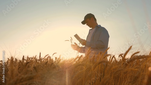 businessman with a tablet studies the wheat crop in field. Farmer working with tablet in wheat field, in the sunset light. businessman is studying income in agriculture. agriculture concept. photo