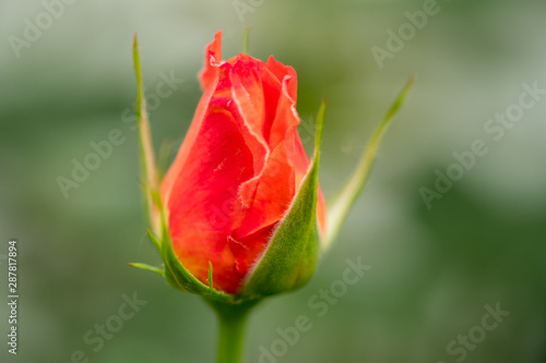 Opening of the Heart