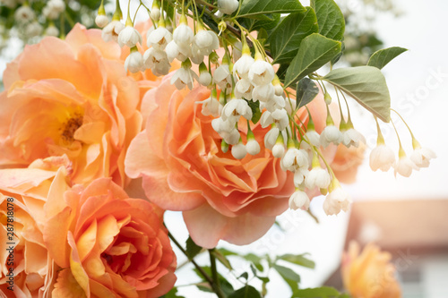 Roses and white flowers