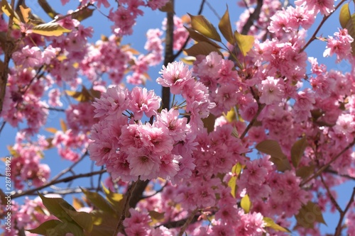 cherry blossom