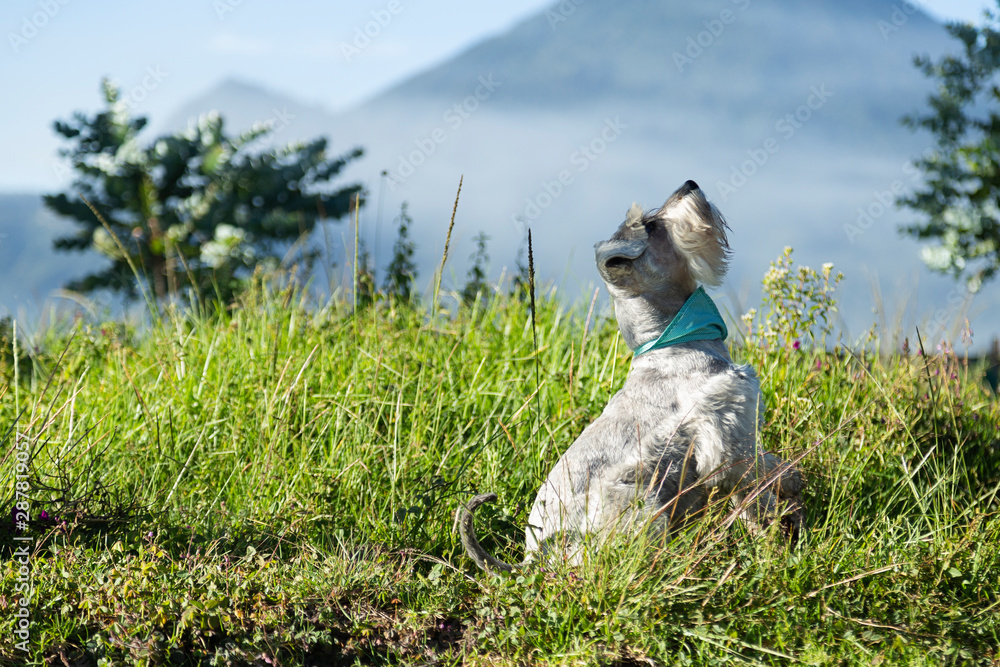 Obraz premium Small gray dog sitting in the middle of the field looking up - schnauzer having fun on the green grass in summer