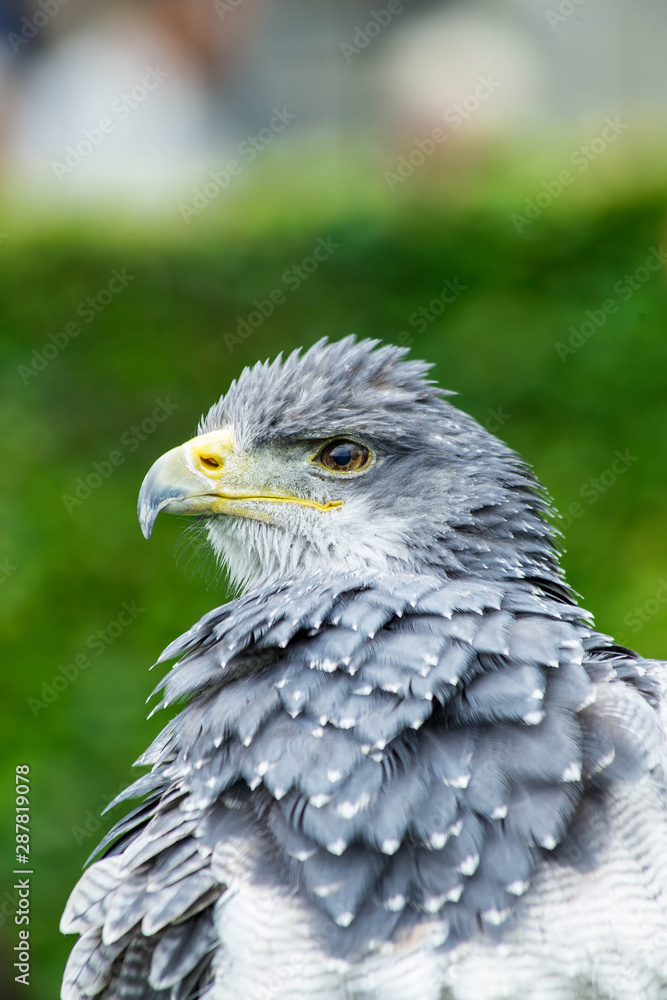 Obraz premium The eagle looks at the spectators from different angles and waits for Komando