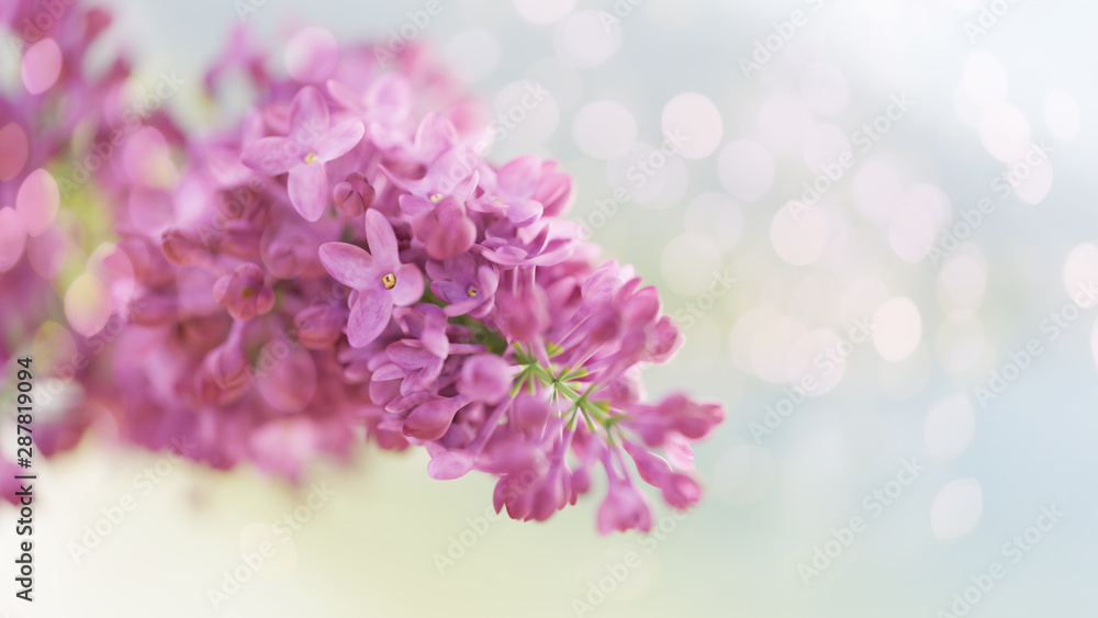Bloom lilac flowers. Flowerscape Spring background Bloom lilac flowers. Flowerscape Spring background