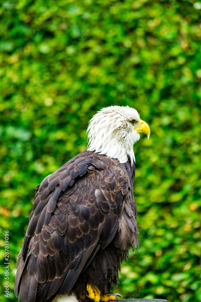 The eagle looks at the spectators from different angles and waits for Komando The eagle looks at the spectators from different angles and waits for Komando