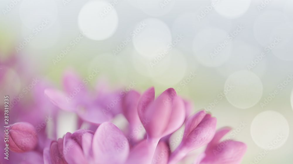 Bloom lilac flowers. Flowerscape Spring background 
