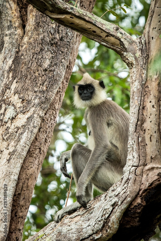 Obraz premium Gray langurs, sacred langurs, Indian langurs or Hanuman langurs are a group of Old World monkeys native to the Indian subcontinent, monkey sitting on tree, Sri Lanka, exotic adventure in Asia
