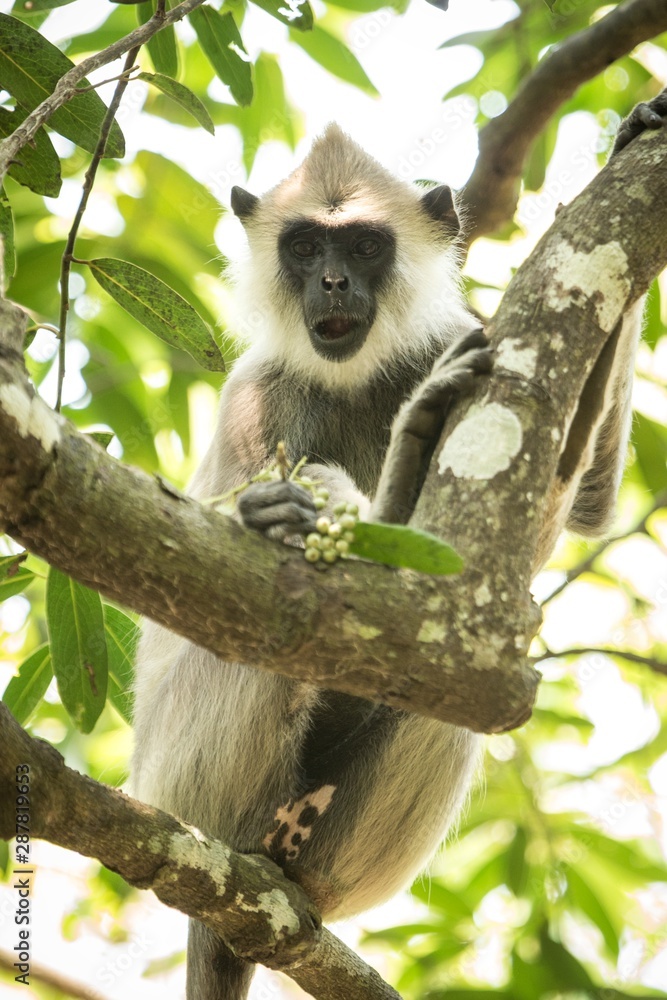 Fototapeta premium Gray langurs, sacred langurs, Indian langurs or Hanuman langurs are a group of Old World monkeys native to the Indian subcontinent, monkey sitting on tree, Sri Lanka, exotic adventure in Asia