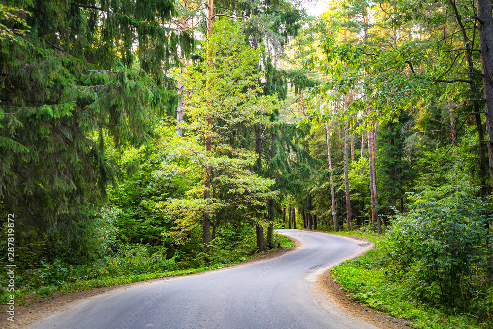 Asphalt road forest pine trees