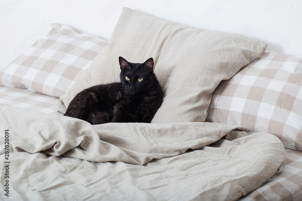 black cat on bed - obrazy, fototapety, plakaty 