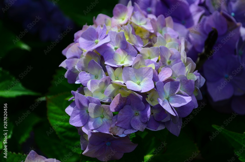beautiful hydrangea flowers on a bush close up beautiful hydrangea flowers on a bush close up