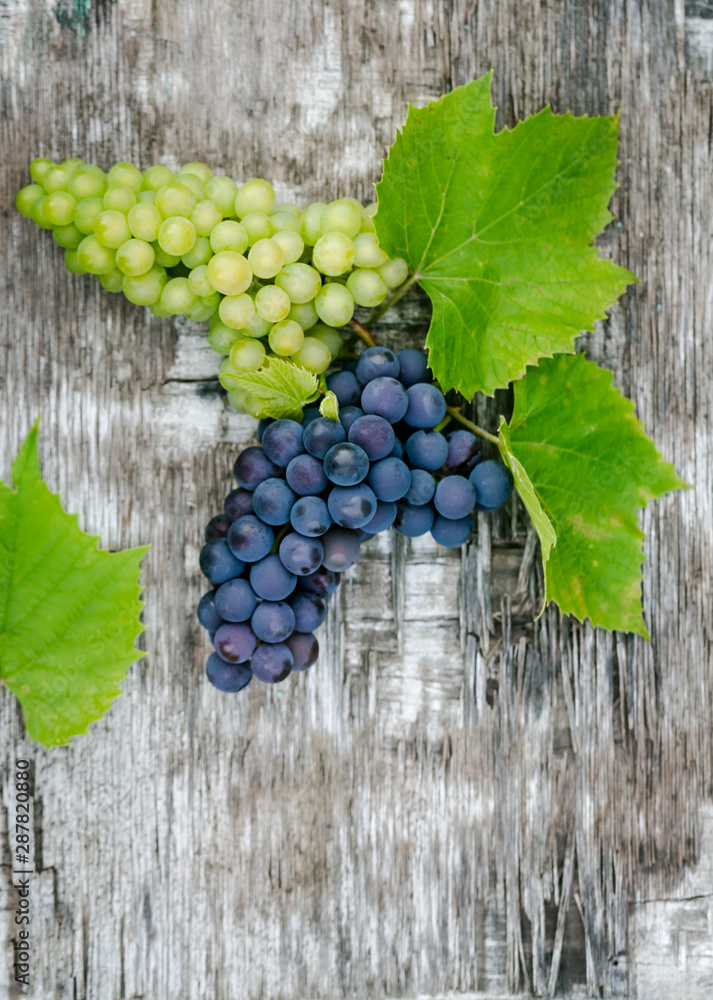 Blue and white wine grapes laying on a table Blue and white wine grapes laying on a table