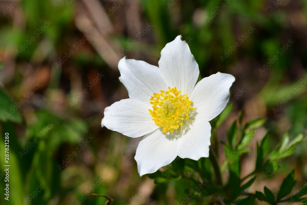 An alpine anemone in the Belianske Tatra in Slovakia. An alpine anemone in the Belianske Tatra in Slovakia.