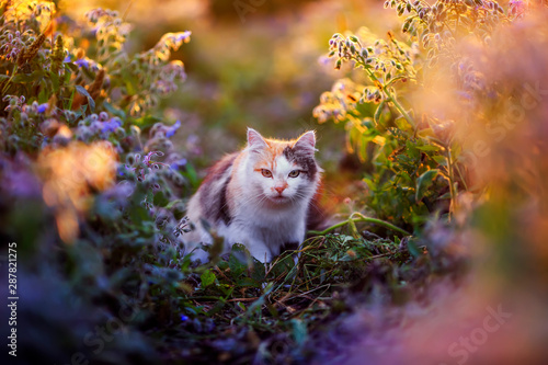 beautiful fluffy cat sneaks on bright floral sunlit meadow warm light in summer