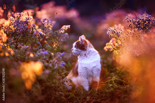 beautiful fluffy cat sitting in the bushes of the bright flower bathed in warm light, summer meadow and looking to the side © nataba