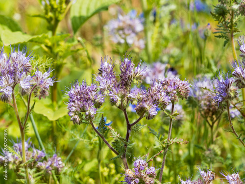 Wallpaper Mural Phacelia tanacetifolia - Crosse florale de phacélie à feuilles de tanaisie Torontodigital.ca