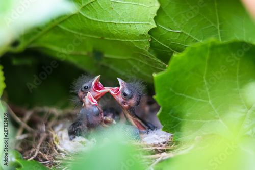 Baby birds with open mouthes
