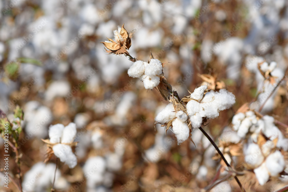 Cotton crop landscape with copy space area.