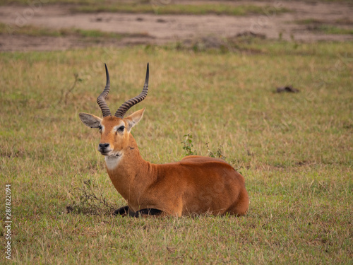 Impala in Queen Elizabeth National Park  Uganda  East Africa