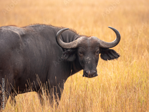 Buffalo in Queen Elizabeth National Park, Uganda © hyserb
