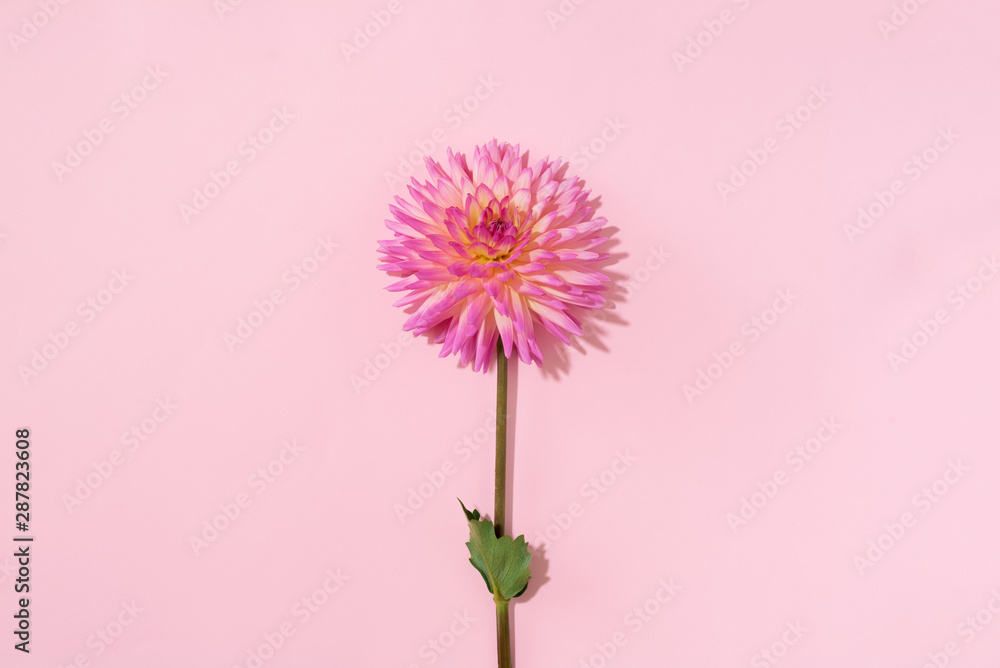 Pink dahlia flower on pastel background. Top view. Flat lay. Copy space. Creative minimalism still life. Floral design.