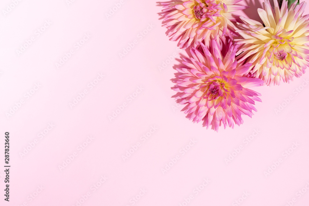 Obraz premium Dahlia ball-barbarry flowers on pink background. Copy space. Top view. Flat lay. Floral design. Pastel summer flower for romantic date or wedding card. Florist concept