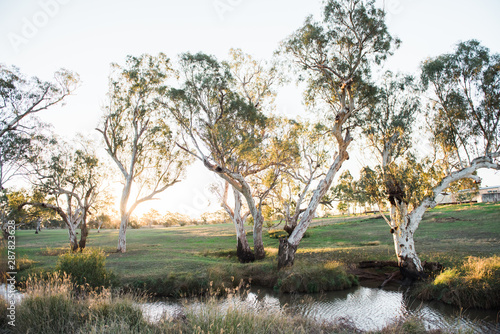 Sunlight shines through eucalyptus trees
