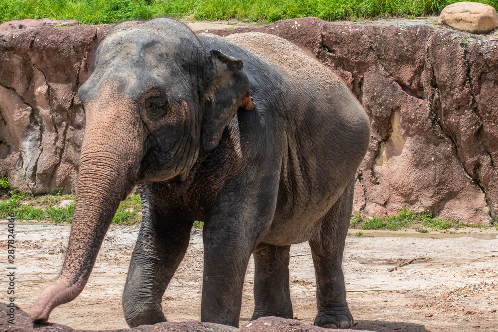 Tampa Bay, Florida. August 08. 2019. Nice elephant in safari area 3