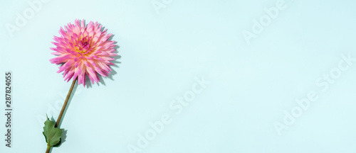 Pink dahlia flower on pastel blue background. Top view. Flat lay. Copy space. Creative minimalism still life. Floral design. Banner