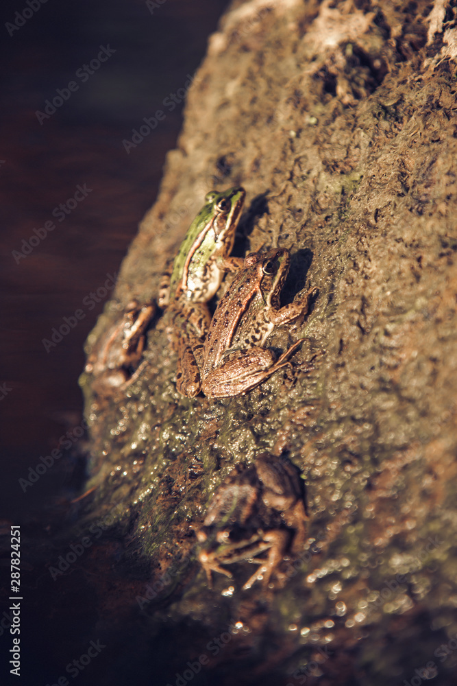 Common frog, Rana temporaria, also known as the European common frog, European common brown frog and European grass frog, on a pond filled with spawn