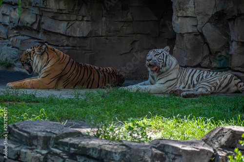 Tampa Bay, Florida. August 08. 2019 Bengal and white tigers resting on green meadow photo