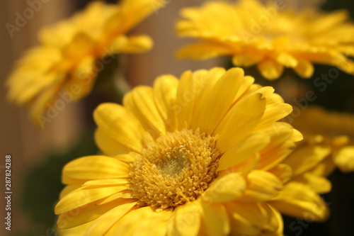 Gerbera