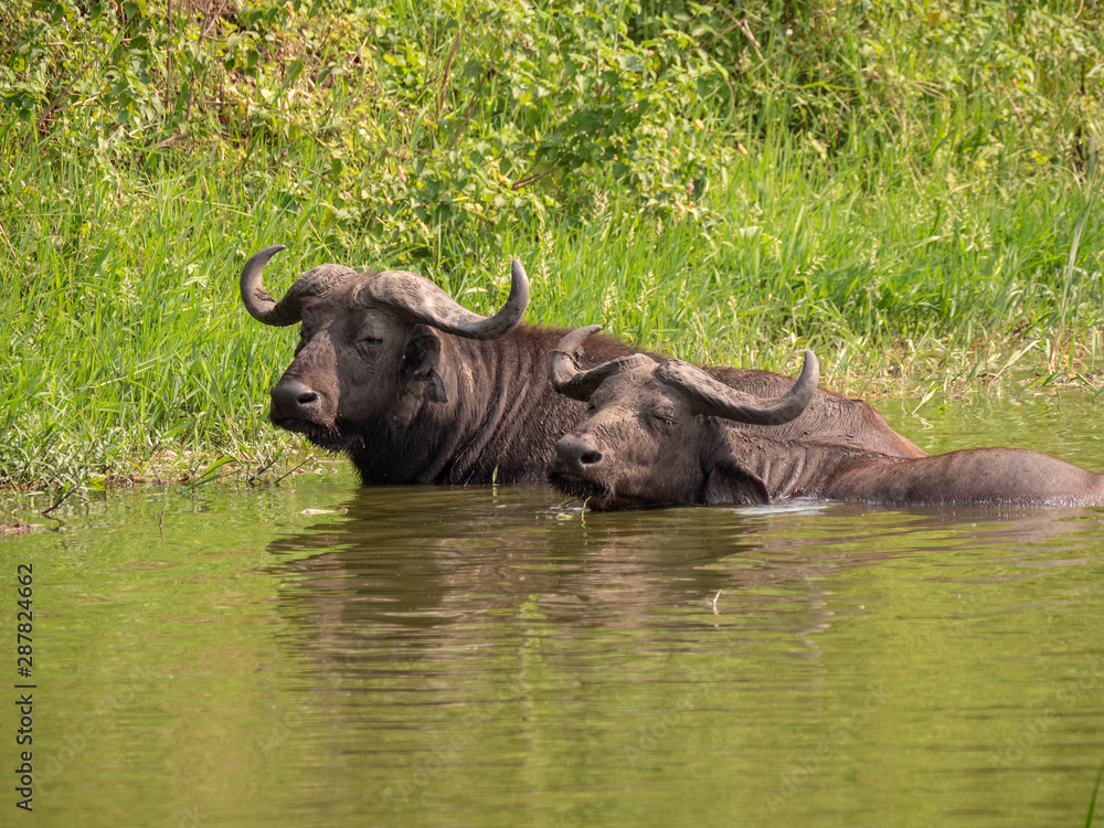 Buffalo in Queen Elizabeth National Park, Uganda
