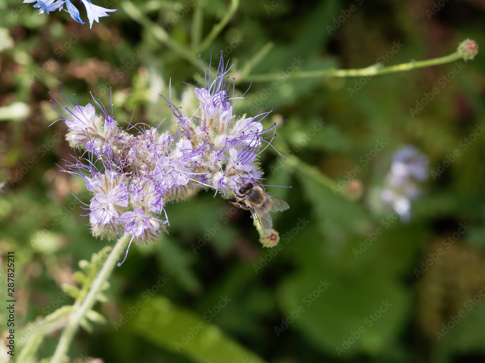 Phacelia tanacetifolia - Fleurs de phacélie à feuilles de tanaisie visitée par une abeille Phacelia tanacetifolia - Fleurs de phacélie à feuilles de tanaisie visitée par une abeille
