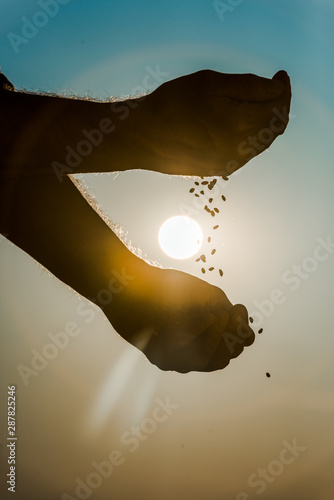 Cuadro en lienzo cropped view of senior farmer throwing seeds