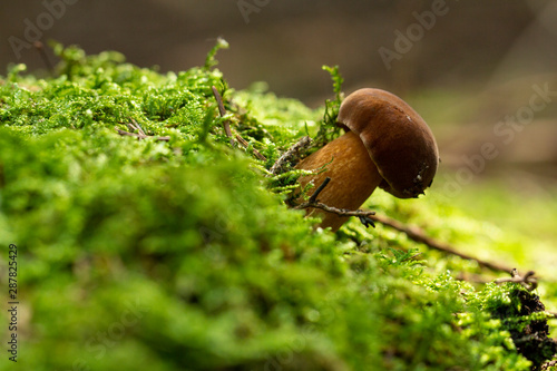 Mushroom growing in moss and grass. Mushrooming. Mushrooms. Relax in the woods.