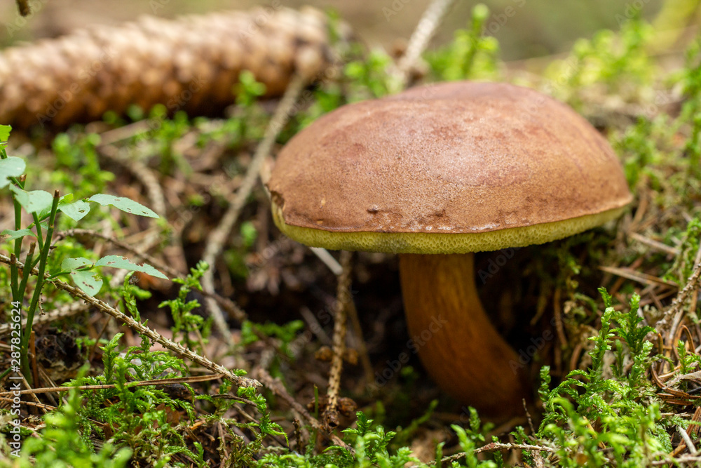 Mushroom growing in moss and grass. Mushrooming. Mushrooms. Relax in the woods. Mushroom growing in moss and grass. Mushrooming. Mushrooms. Relax in the woods.