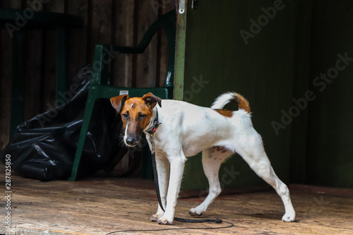 Smooth foxterrier dog on a leash